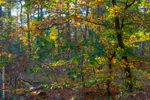 Trees in autumn colors in a forest in bright sunlight at fall, Baarn, Lage Vuursche, Utrecht, The Netherlands, November 9, 2020