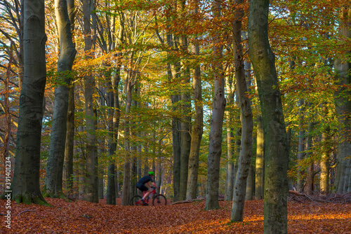 Mountain biker cycling on a path in a forest with trees in autumn colors in bright sunlight at fall, Baarn, Lage Vuursche, Utrecht, The Netherlands, November 9, 2020