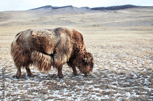 Fotografie Wild Yak grazes in the snow-covered steppe of Olkhon island, Baikal