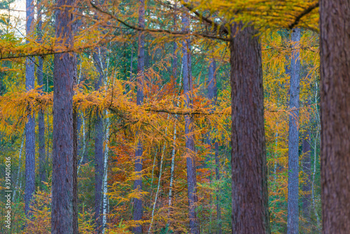 Trees in autumn colors in a forest in bright sunlight at fall, Baarn, Lage Vuursche, Utrecht, The Netherlands, November 9, 2020 photo