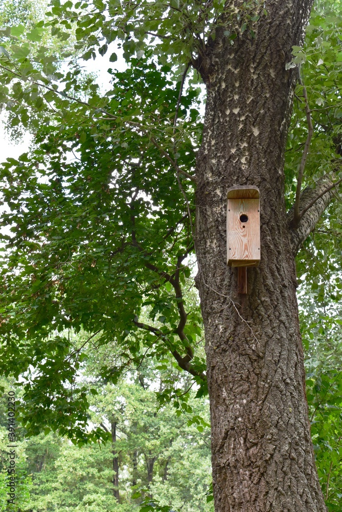 Wooden birdhouse on a tree in the park Wooden birdhouse on a tree in the park