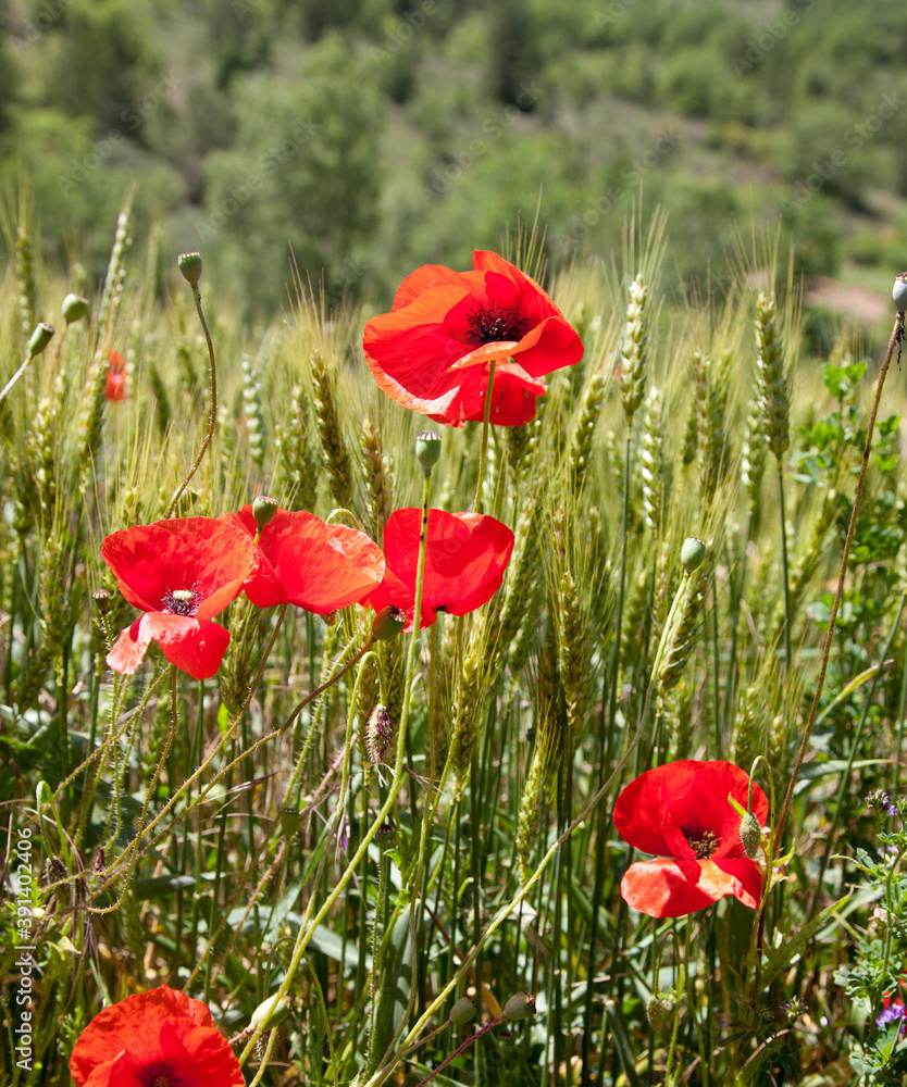 Naklejka premium poppy fields in Provence France
