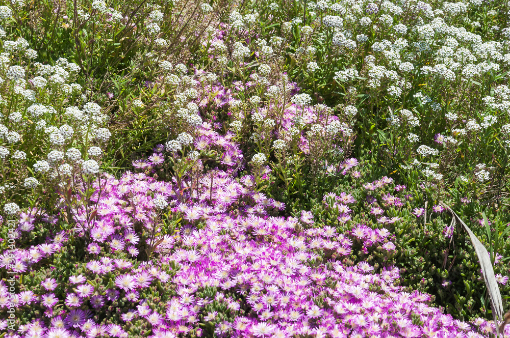 flowers in the garden flowers in the garden