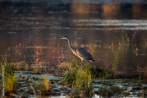 Heron photo