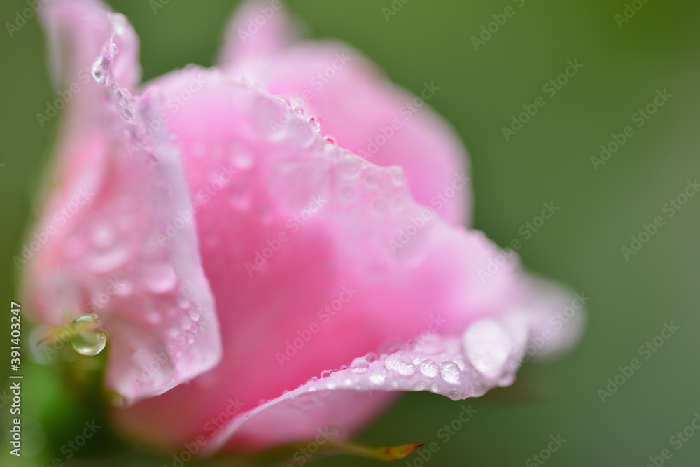 薔薇と雨粒
