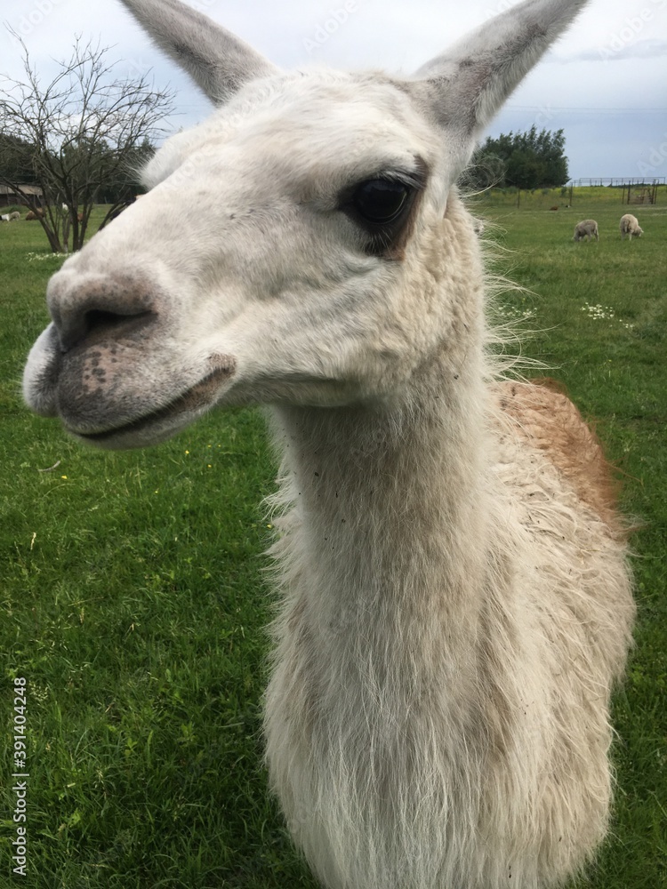 Obraz premium llama in the zoo