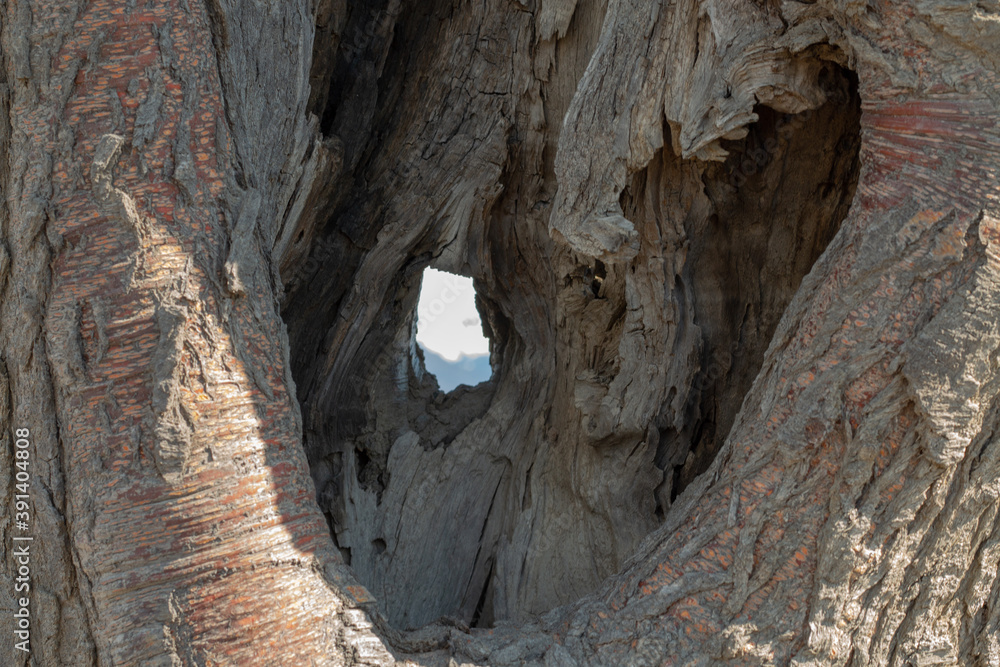 Tree, Nature, Landscapes, Wood, Wind, Crooked, Creation, Waters, Sea, Sky, Sun, Sunset, Hole, Shadow, Special trees, Solitude, Dry trees Tree, Nature, Landscapes, Wood, Wind, Crooked, Creation, Waters, Sea, Sky, Sun, Sunset, Hole, Shadow, Special trees, Solitude, Dry trees