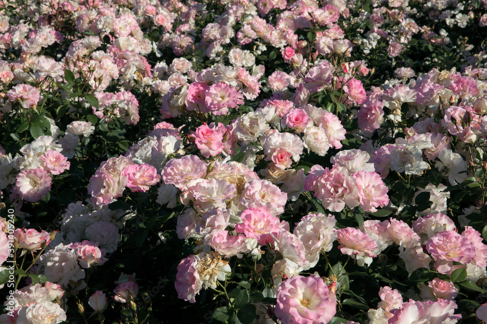 Floral natural texture and pattern. Roses flower bed blossoming in the garden. View of the rosa Charles Aznavour flower clusters of white and light pink petals spring blooming in the park. Floral natural texture and pattern. Roses flower bed blossoming in the garden. View of the rosa Charles Aznavour flower clusters of white and light pink petals spring blooming in the park.