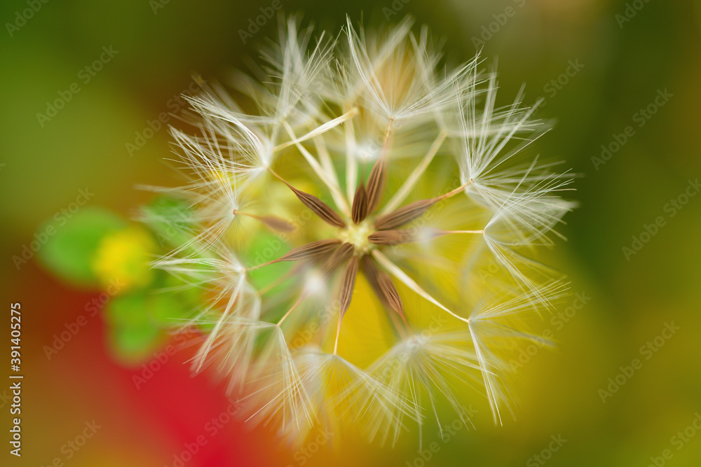 ノゲシの綿毛 Stock 写真 Adobe Stock