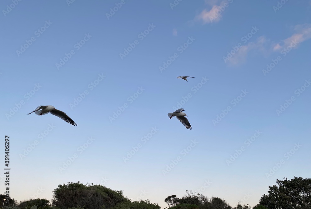 Seagulls in flight in Melbourne, Australia Seagulls in flight in Melbourne, Australia