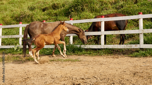 Beautiful mare with its foal standing together on pasturage in the stable corral.