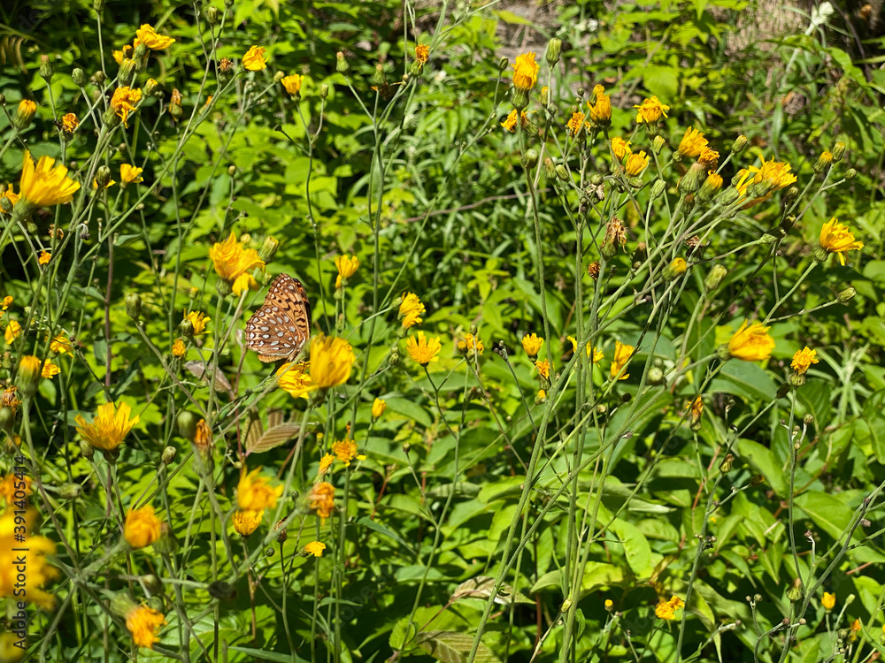 butterfly on yellow flowers in a garden, field