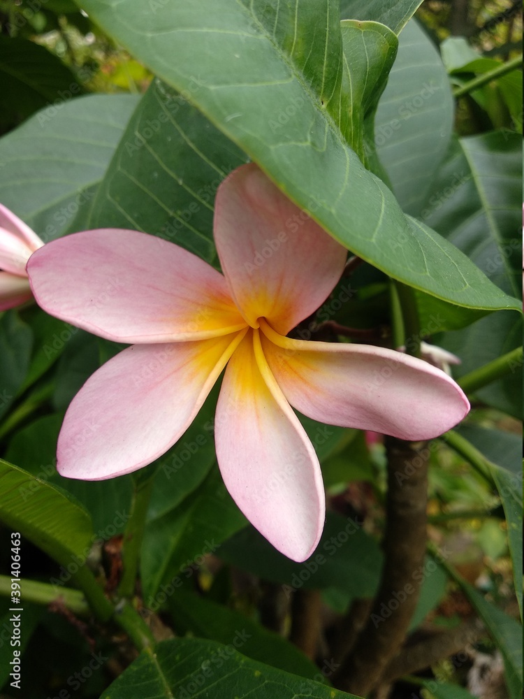 Fototapeta premium beautiful frangipani flower from indonesia