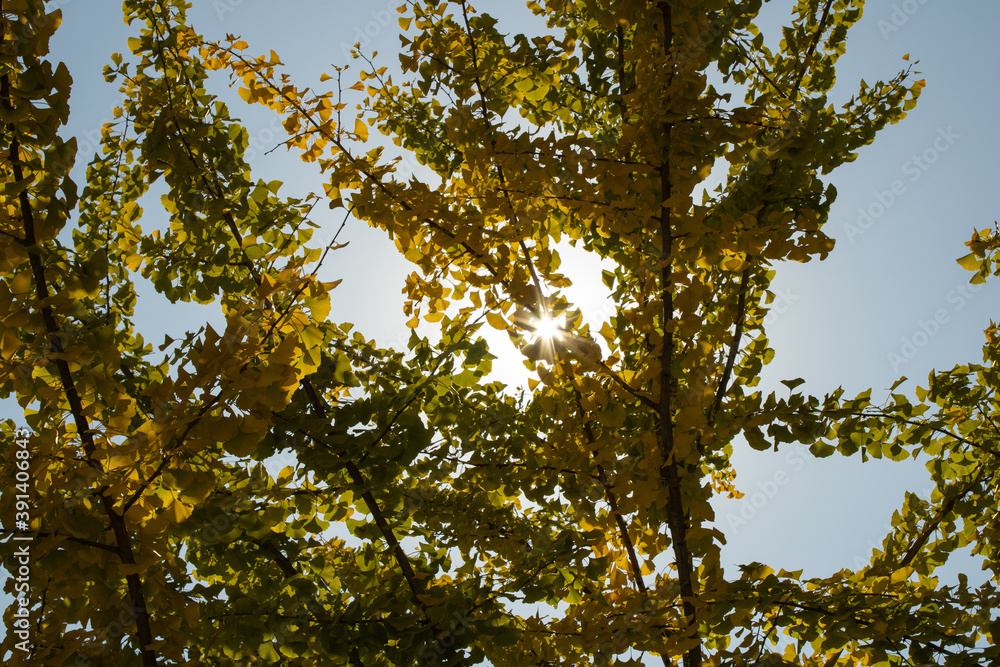 sunshine shining through the tree branches sunshine shining through the tree branches