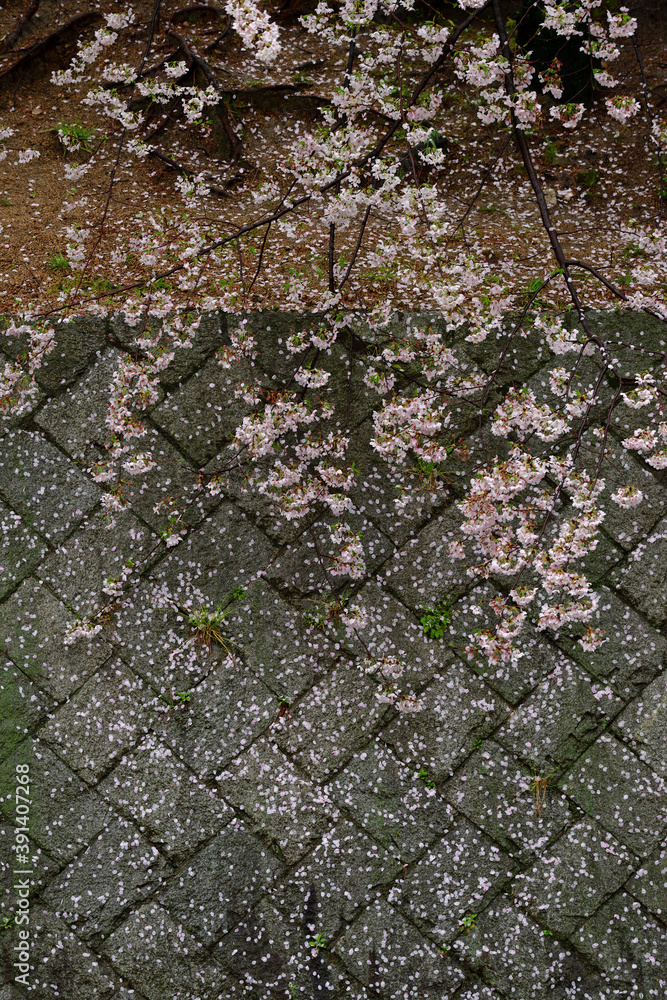 Obraz premium 散り桜と石垣