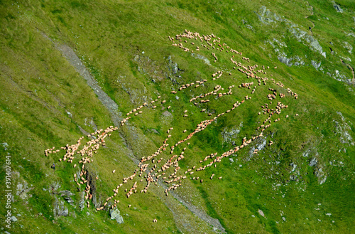 Aerial view of a flock of sheep on a mountain slope