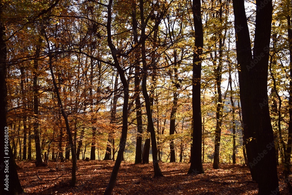 Obraz premium lost in the woods