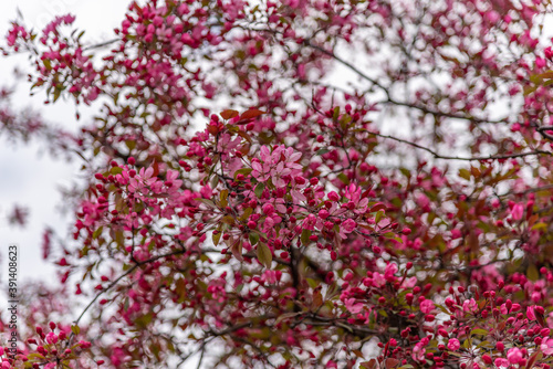 Wallpaper Mural The rural landscape of Gubałówka in the foothills of Tatra mountains. Torontodigital.ca