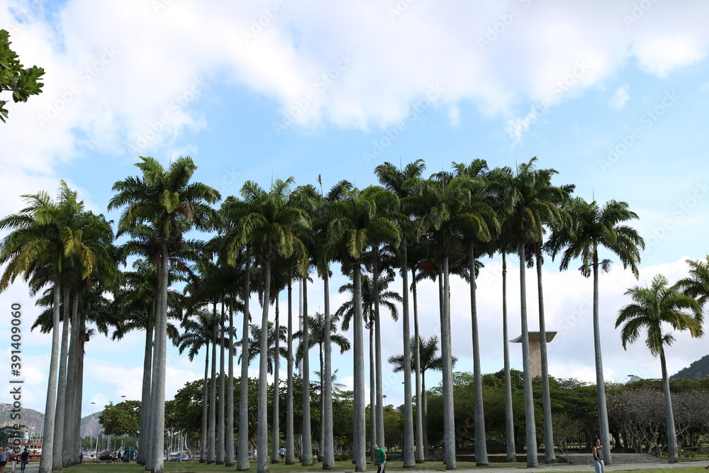 Fototapeta premium palm trees on the beach