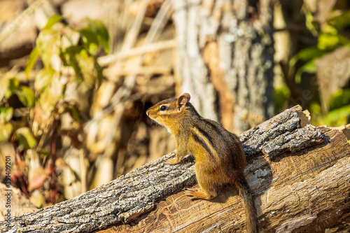 A very cute eastern chipmunk foraging for food in the forest. 