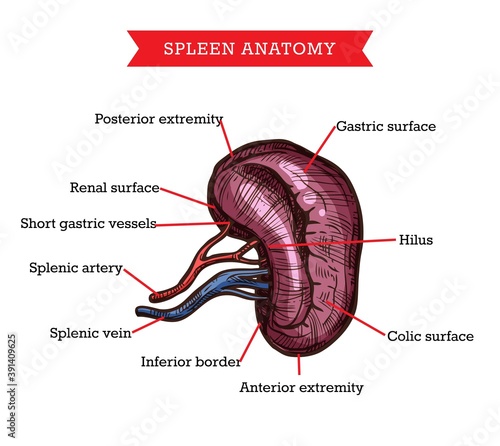 Human spleen anatomy, vector sketch medicine aid scheme of body internal gastroenterology organ. Engraved medical visual aid poster of spleen with part names for medical university, hospital or clinic