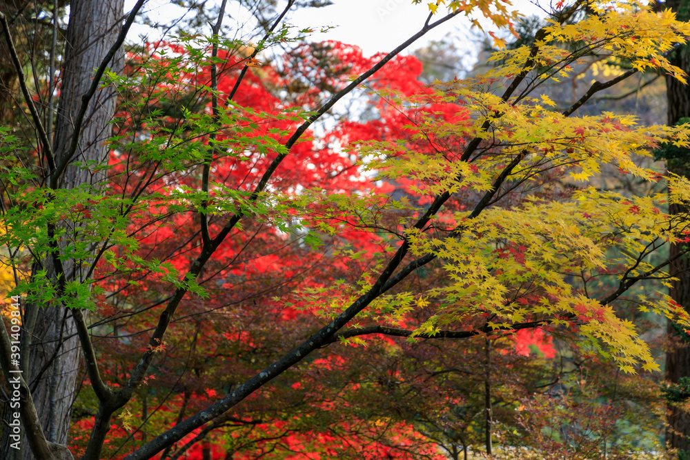 秋田県角館　秋の武家屋敷　紅葉