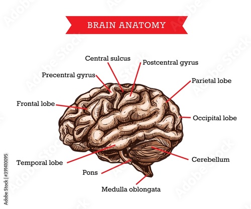Human brain anatomy, vector sketch medicine aid scheme of body organ, neurosurgery engraved medical visual aid poster of brain with parts names for medical university studying, hospital or clinic photo