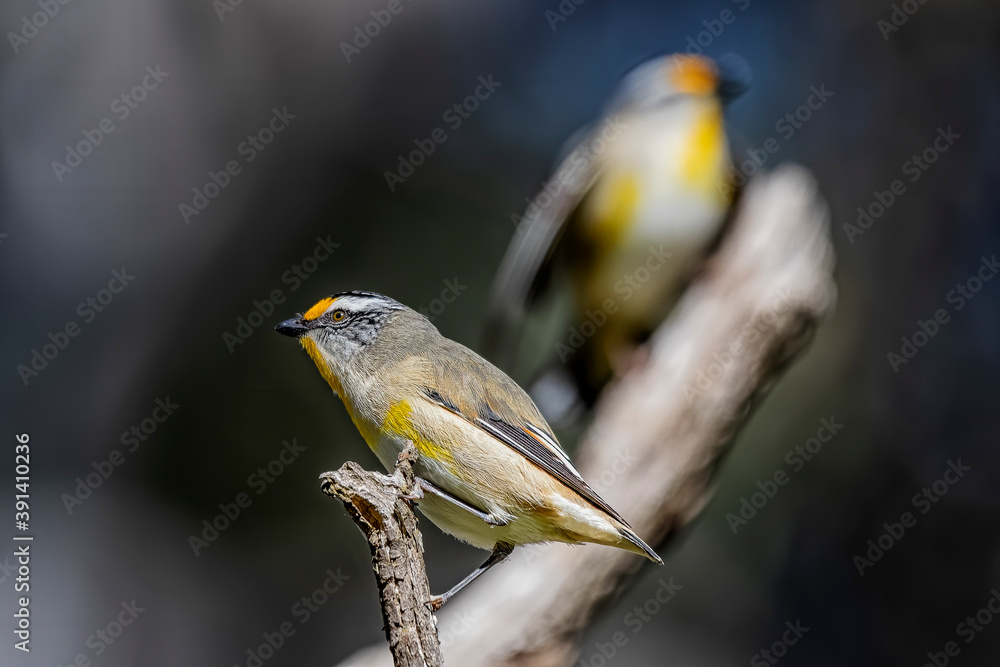 Fototapeta premium Striated Pardalotes (Striatus pardalotus) perched on tree branch