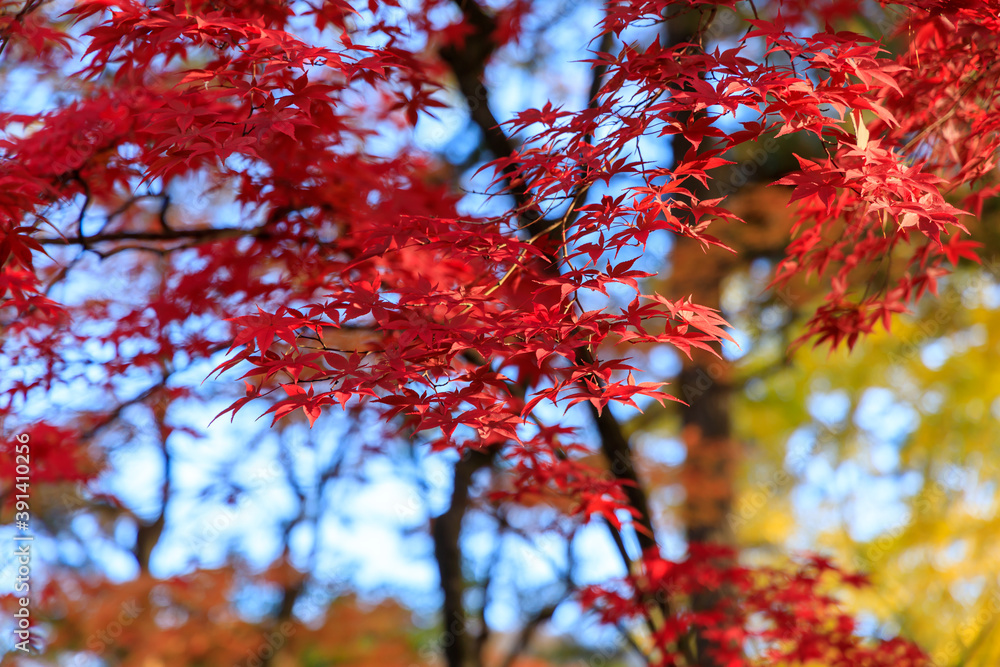 秋田県角館　秋の武家屋敷　紅葉