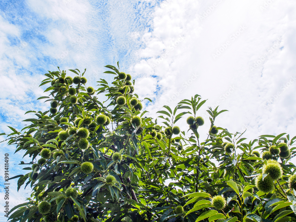 Obraz premium 栗の木