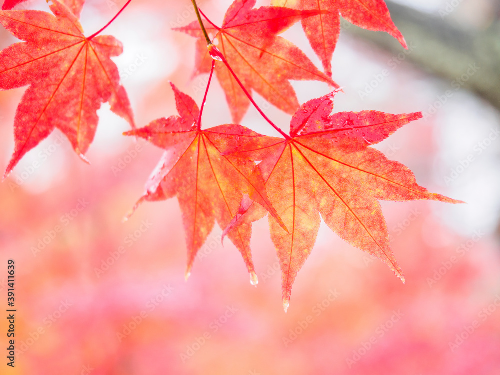 紅葉 紅葉