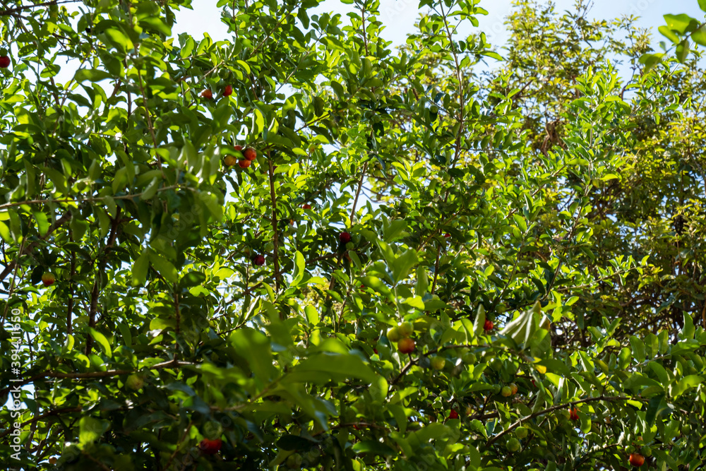 acerola tree with green and ripe fruits