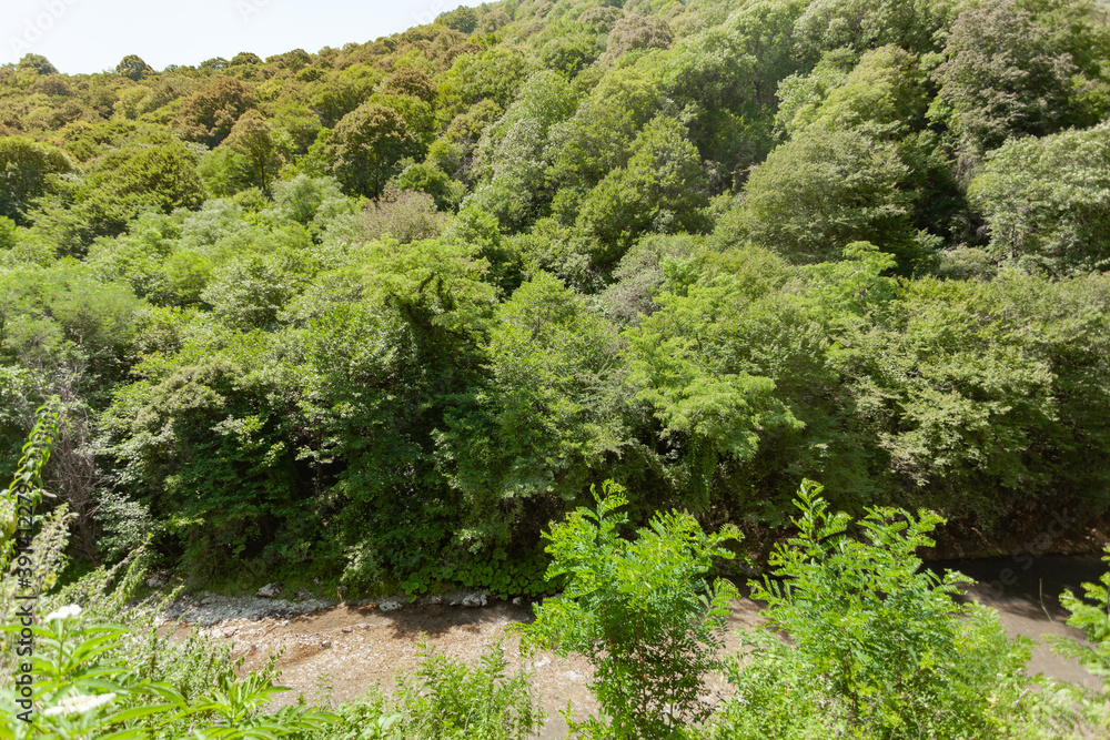 green trees on the mountain, below the flowing narrow river, used as a backdrop green trees on the mountain, below the flowing narrow river, used as a backdrop