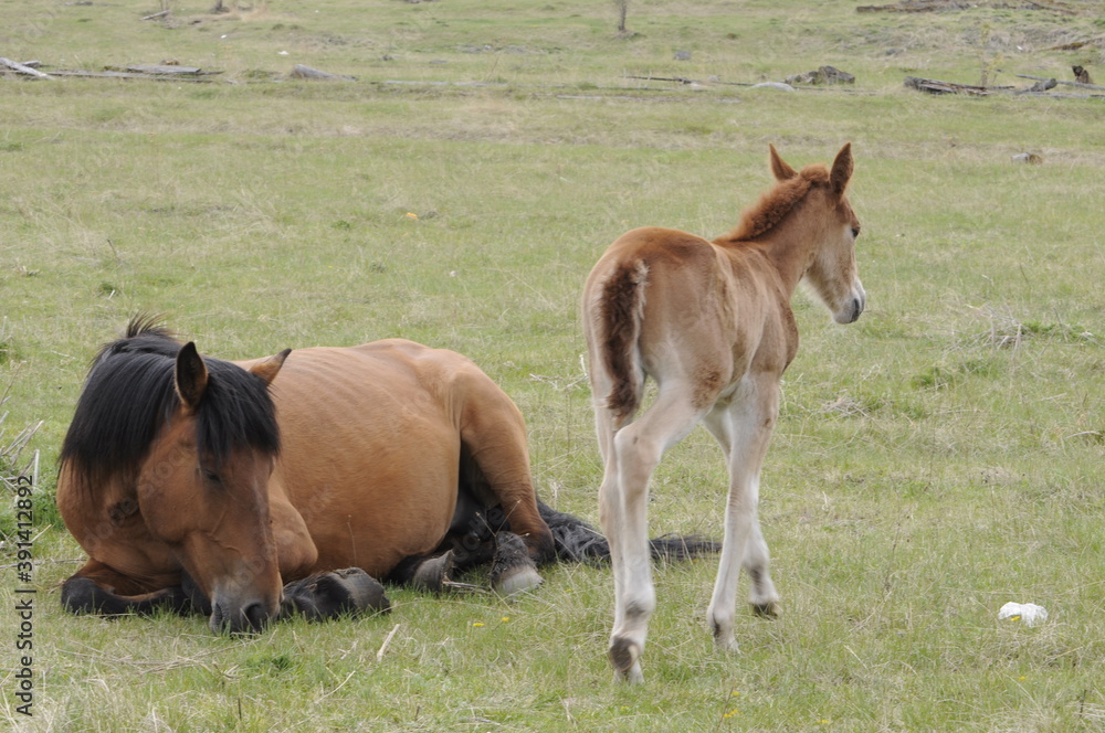 Fototapeta premium horse and foal