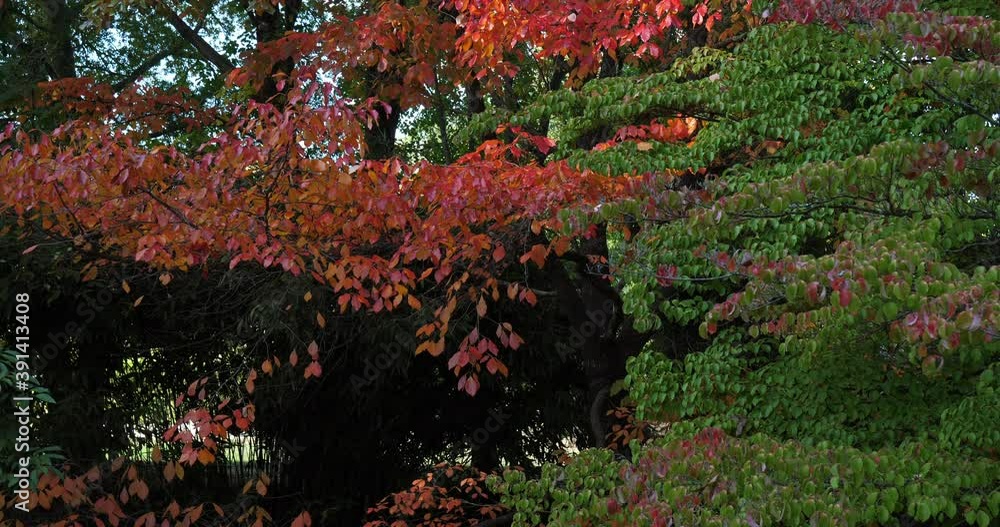 Nyssa sylvatica during the Autumn season Nyssa sylvatica during the Autumn season