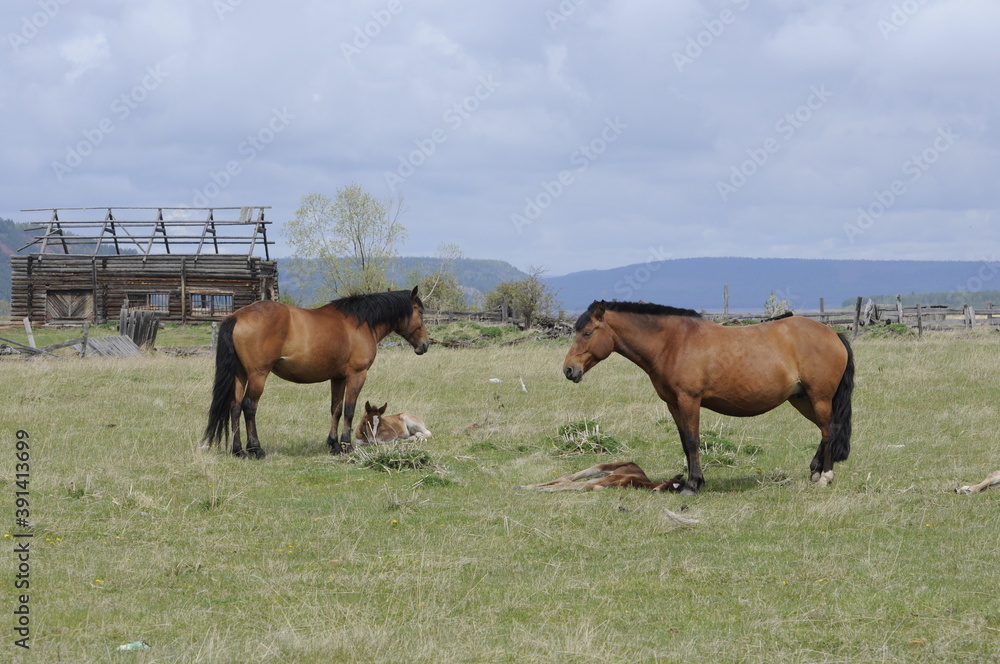 Obraz premium horse and foal