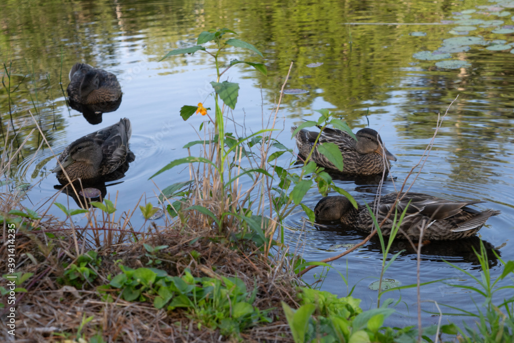 ducks ducks