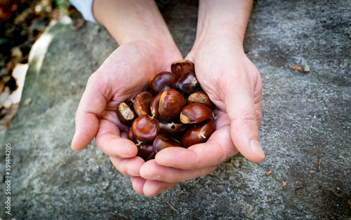 Chestnuts in two joining hands, beautiful brown color above a grey rock.