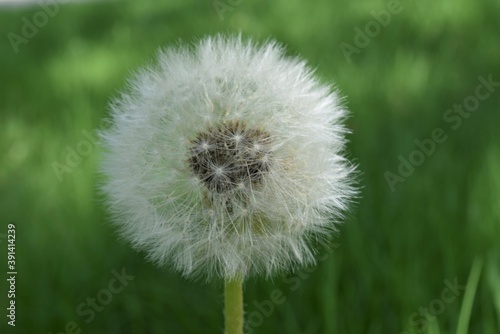 Dandelion on Green Background