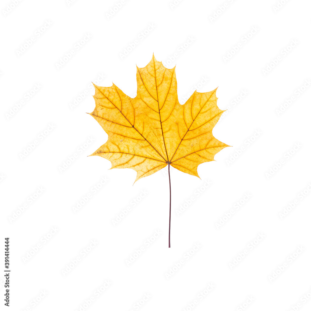 cut out fall leaf. yellow maple leaf isolated on a white background. fall minimal concept. autumn design element cut out fall leaf. yellow maple leaf isolated on a white background. fall minimal concept. autumn design element