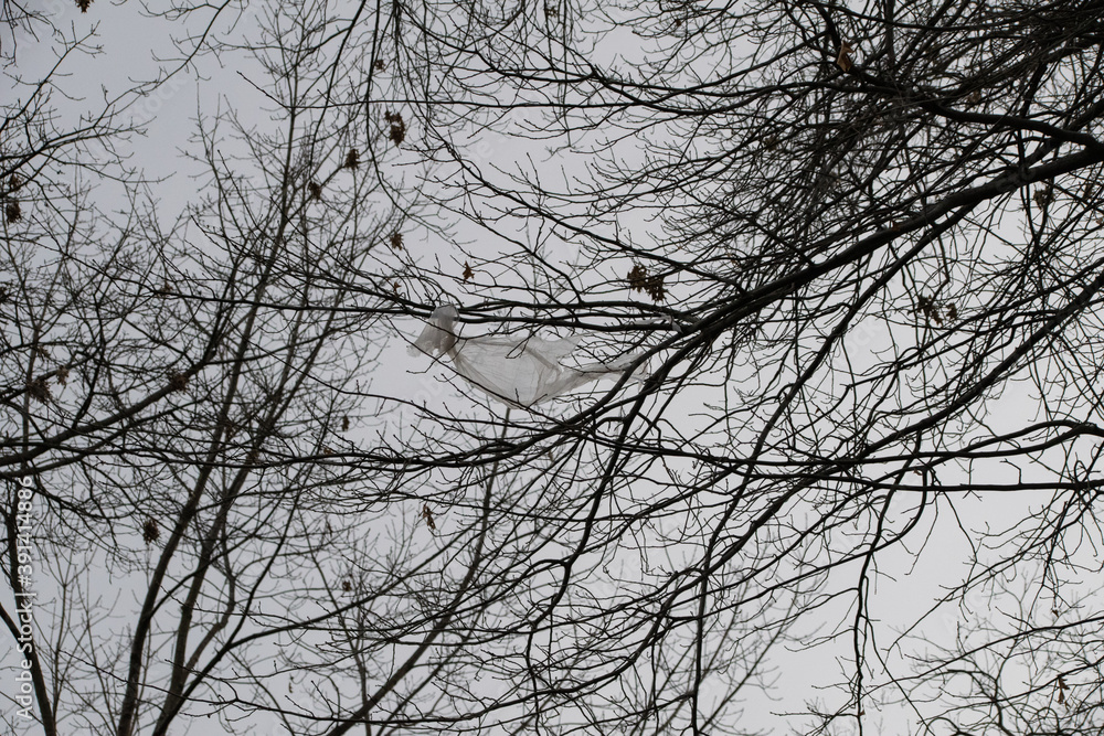 shopping bag in a tree shopping bag in a tree