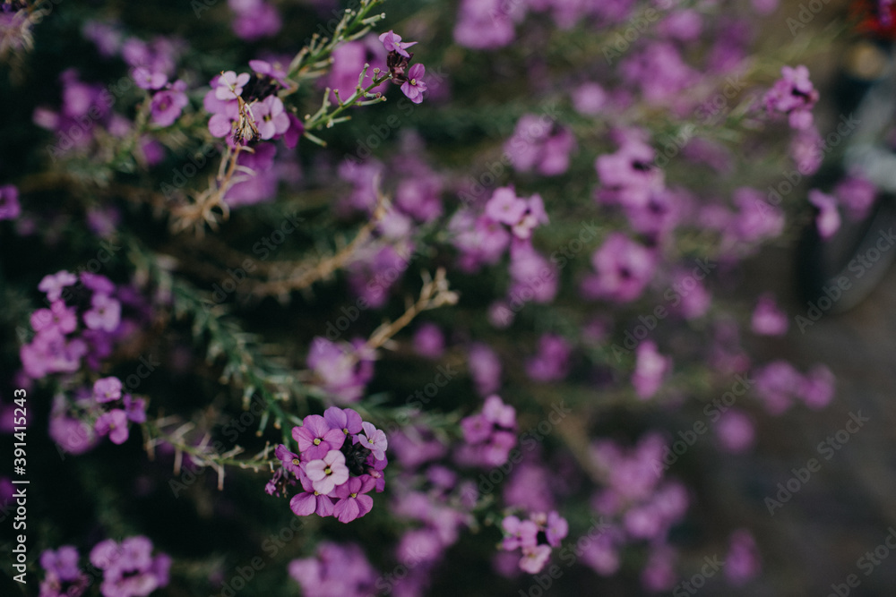 Fototapeta premium Purple Flowers Background