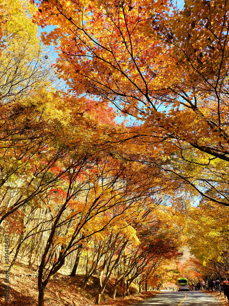 a maple tree standing on either side of the road.in the autumn a maple tree standing on either side of the road.in the autumn