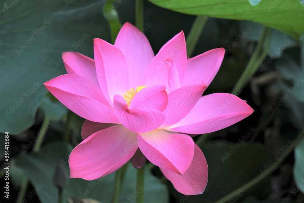 A Beautiful Blooming Waterlily Lotus Flower during the Summer Time at a Pond A Beautiful Blooming Waterlily Lotus Flower during the Summer Time at a Pond