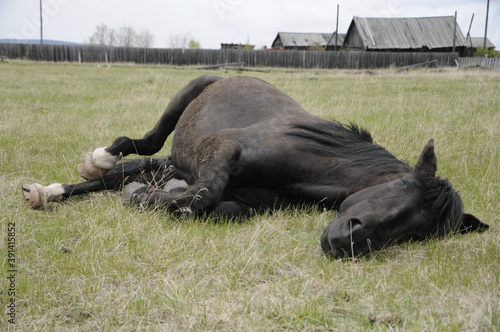 buffalo in the field
