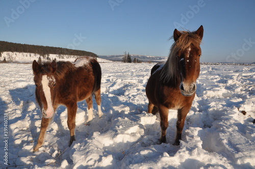 horses in snow