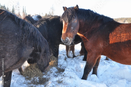 horse in snow