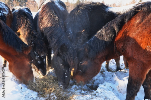 horses in snow