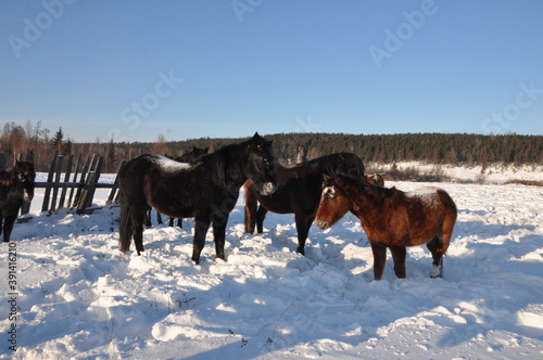 horses on the snow