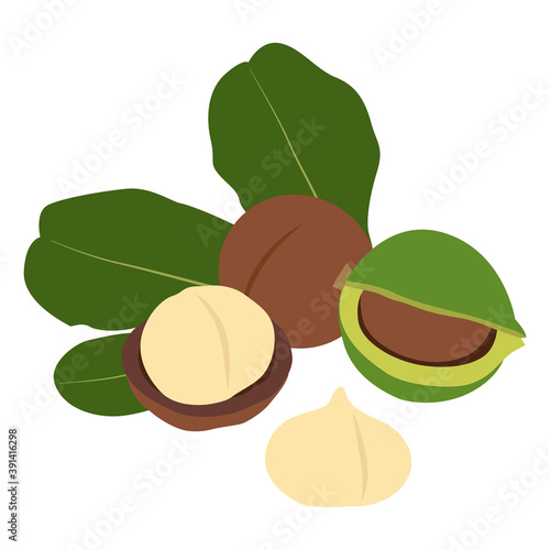 Macadamia nut in shell and peeled. 
